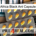 Africa Black Ant Capsule cialis2